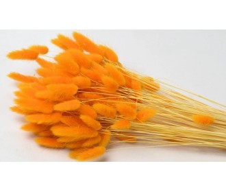 LAGURUS 65cm ΠΟΡΤΟΚΑΛΙ 0952529