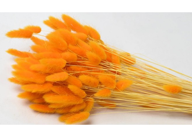 LAGURUS 65cm ΠΟΡΤΟΚΑΛΙ 0952529 LAGURUS 65cm ΠΟΡΤΟΚΑΛΙ 0952529