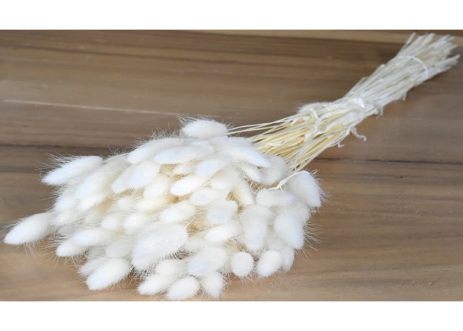 LAGURUS ΛΕΥΚΑΜΕΝΟ 70cm 0952530 LAGURUS ΛΕΥΚΑΜΕΝΟ 70cm 0952530