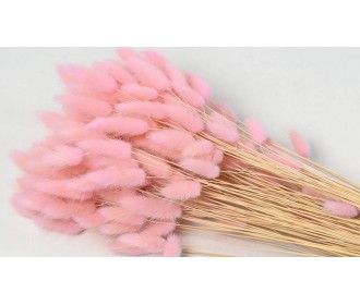 LAGURUS 65cm ΡΟΖ 0952534 LAGURUS 65cm ΡΟΖ 0952534