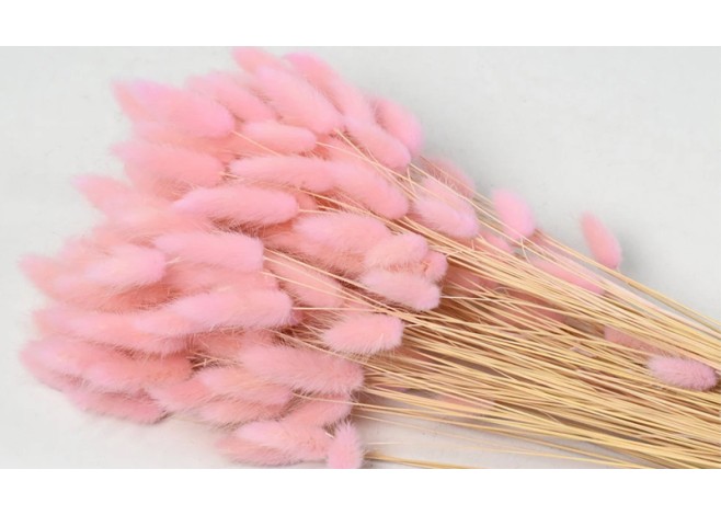 LAGURUS 65cm ΡΟΖ 0952534 LAGURUS 65cm ΡΟΖ 0952534