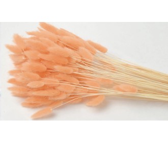 LAGURUS 65cm ΣΟΜΟΝ 0952536