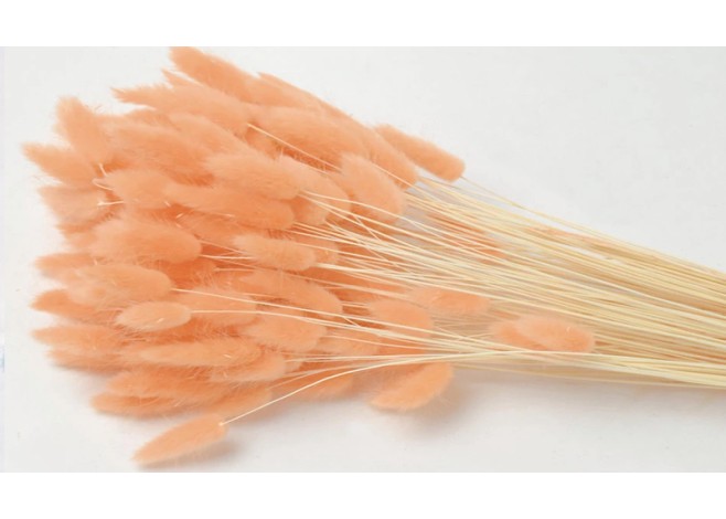 LAGURUS 65cm ΣΟΜΟΝ 0952536 LAGURUS 65cm ΣΟΜΟΝ 0952536