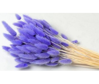 LAGURUS 65cm ΛΙΛΑ 0952538