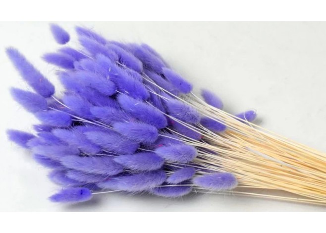 LAGURUS 65cm ΛΙΛΑ 0952538 LAGURUS 65cm ΛΙΛΑ 0952538