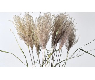 MISCANTHUS 70cm 0958300