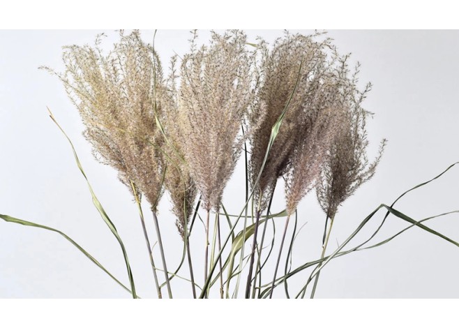 MISCANTHUS 70cm 0958300