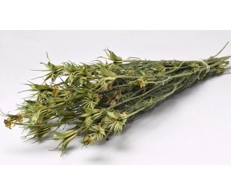 NIGELLA ORIENTALIS 40cm 0960500 NIGELLA ORIENTALIS 40cm 0960500