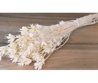 NIGELLA ORIENTALIS ΛΕΥΚΑΜΕΝΟ 100gr 0960530 NIGELLA ORIENTALIS ΛΕΥΚΑΜΕΝΟ 100gr 0960530