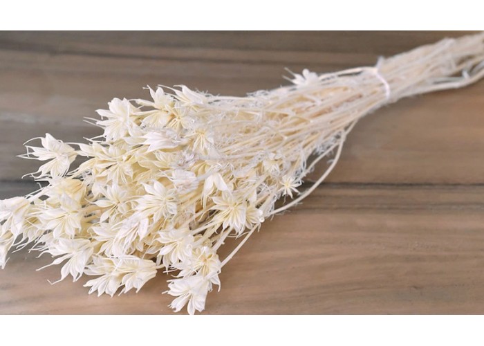 NIGELLA ORIENTALIS ΛΕΥΚΑΜΕΝΟ 100gr 0960530