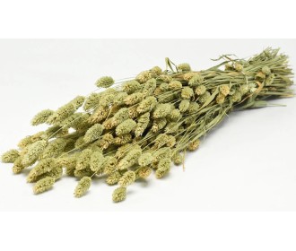 PHALARIS 70cm ΦΥΣΙΚΟ 0963500 PHALARIS 70cm ΦΥΣΙΚΟ 0963500