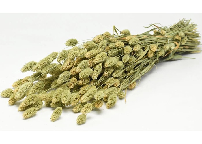 PHALARIS 70cm ΦΥΣΙΚΟ 0963500 PHALARIS 70cm ΦΥΣΙΚΟ 0963500
