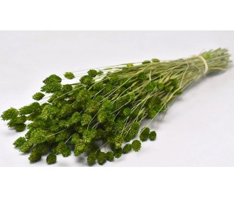 PHALARIS ΠΡΑΣΙΝΟ 70cm 0963503 PHALARIS ΠΡΑΣΙΝΟ 70cm 0963503