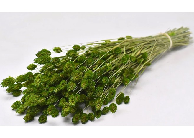 PHALARIS ΠΡΑΣΙΝΟ 70cm 0963503 PHALARIS ΠΡΑΣΙΝΟ 70cm 0963503