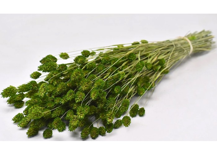 PHALARIS ΠΡΑΣΙΝΟ 70cm 0963503
