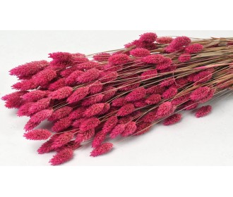 PHALARIS 70cm ΦΟΥΞΙΑ 0963504