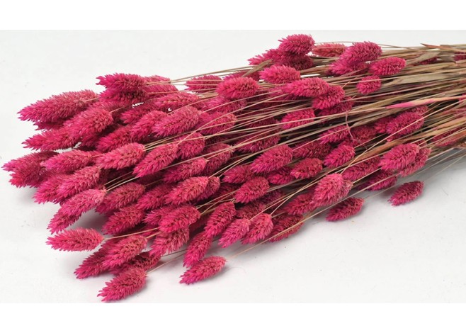 PHALARIS 70cm ΦΟΥΞΙΑ 0963504 PHALARIS 70cm ΦΟΥΞΙΑ 0963504