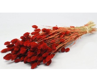 PHALARIS ΚΟΚΚΙΝΟ 70cm 0963505