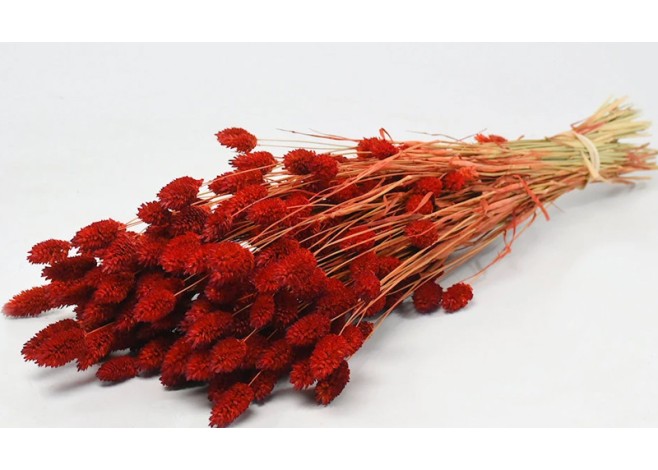 PHALARIS ΚΟΚΚΙΝΟ 70cm 0963505 PHALARIS ΚΟΚΚΙΝΟ 70cm 0963505