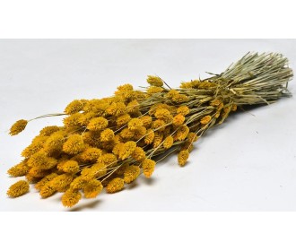 PHALARIS 70cm ΚΙΤΡΙΝΟ 0963509