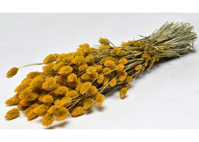 PHALARIS 70cm ΚΙΤΡΙΝΟ 0963509 PHALARIS 70cm ΚΙΤΡΙΝΟ 0963509