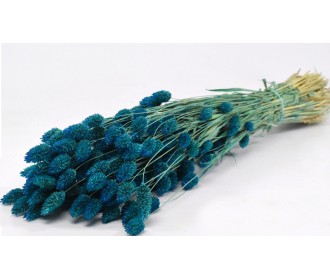 PHALARIS 70cm ΜΠΛΕ 0963518