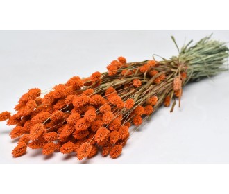 PHALARIS ΠΟΡΤΟΚΑΛΙ 70cm 0963529