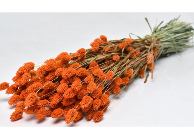 PHALARIS ΠΟΡΤΟΚΑΛΙ 70cm 0963529 PHALARIS ΠΟΡΤΟΚΑΛΙ 70cm 0963529