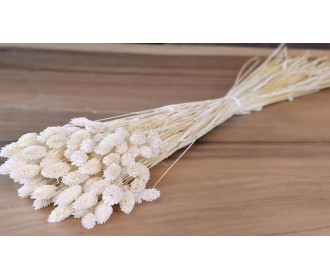 PHALARIS ΛΕΥΚΑΜΕΝΟ 100gr 0963530