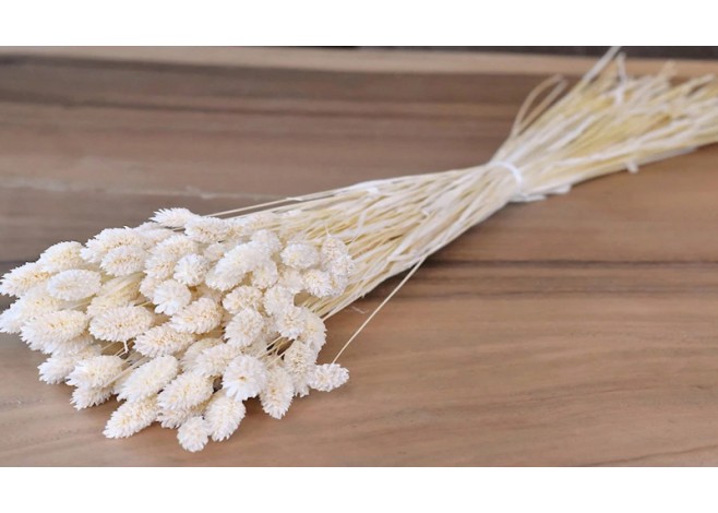 PHALARIS ΛΕΥΚΑΜΕΝΟ 100gr 0963530 PHALARIS ΛΕΥΚΑΜΕΝΟ 100gr 0963530