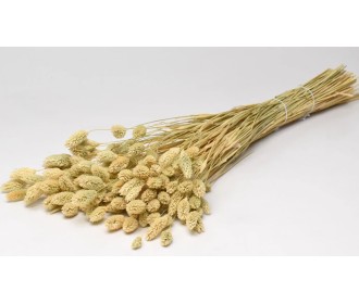 PHALARIS 70cm ΦΥΣΙΚΟ ΞΕΘΩΡΙΑΣΜΕΝΟ 0963550