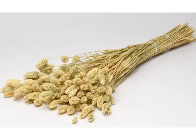 PHALARIS 70cm ΦΥΣΙΚΟ ΞΕΘΩΡΙΑΣΜΕΝΟ 0963550 PHALARIS 70cm ΦΥΣΙΚΟ ΞΕΘΩΡΙΑΣΜΕΝΟ 0963550