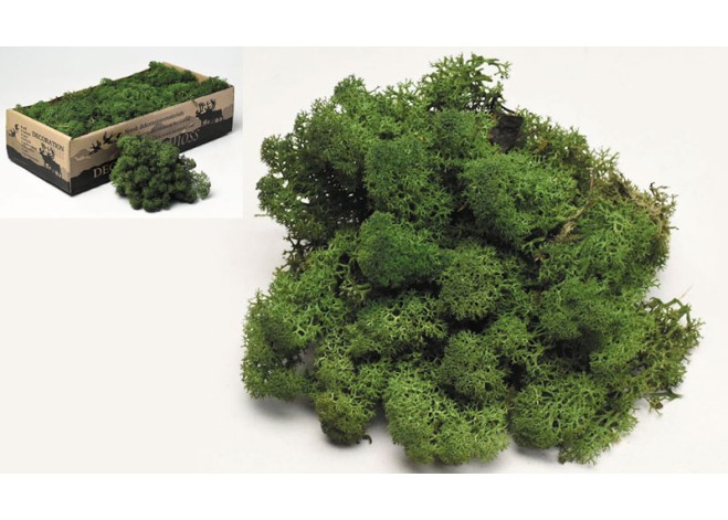 MOSS 500g 0967703 MOSS 500g 0967703