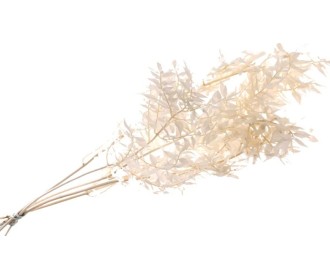 RUSCUS ΛΕΥΚΑΜΕΝΟ 90cm 150gr 0969030