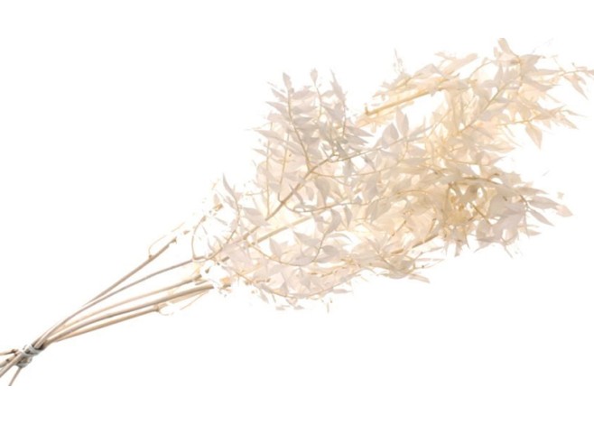 RUSCUS ΛΕΥΚΑΜΕΝΟ 90cm 150gr 0969030