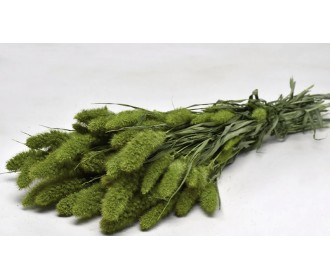 SETARIA ΠΡΑΣΙΝΟ 100gr 65cm 0970903 SETARIA ΠΡΑΣΙΝΟ 100gr 65cm 0970903