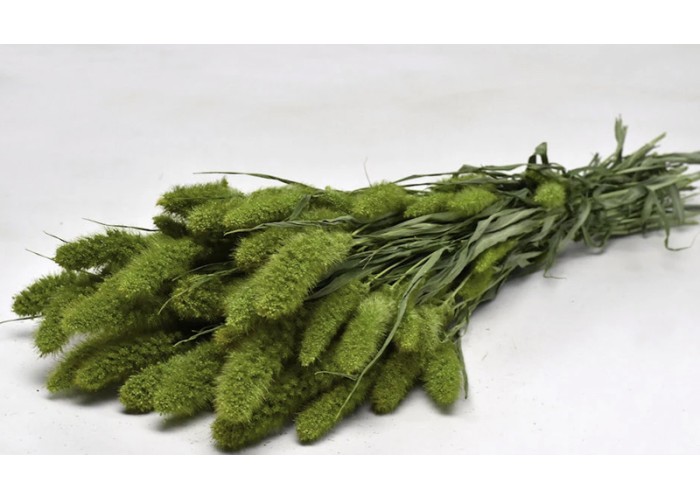 SETARIA ΠΡΑΣΙΝΟ 100gr 65cm 0970903
