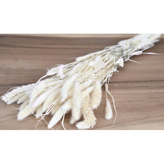 SETARIA ΛΕΥΚΑΜΕΝΟ 100gr 65cm 0970930 SETARIA ΛΕΥΚΑΜΕΝΟ 100gr 65cm 0970930