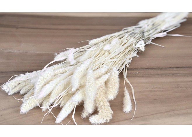 SETARIA ΛΕΥΚΑΜΕΝΟ 100gr 65cm 0970930 SETARIA ΛΕΥΚΑΜΕΝΟ 100gr 65cm 0970930