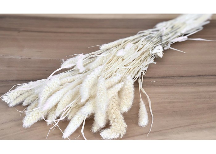 SETARIA ΛΕΥΚΑΜΕΝΟ 100gr 65cm 0970930