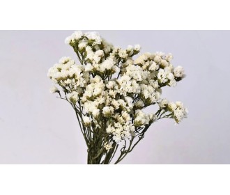 STATICE SINUATA ΛΕΥΚΟ 45 cm 0972610