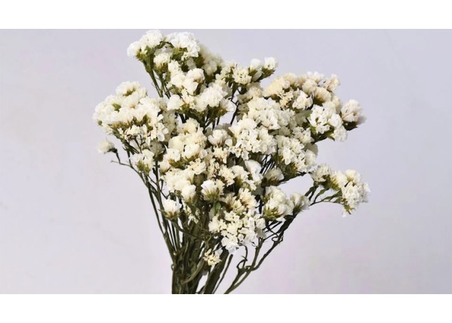 STATICE SINUATA ΛΕΥΚΟ 45 cm 0972610 STATICE SINUATA ΛΕΥΚΟ 45 cm 0972610