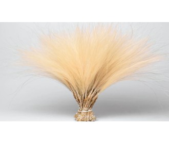 STIPA PENATA 50cm 0974500