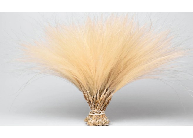 STIPA PENATA 50cm 0974500 STIPA PENATA 50cm 0974500