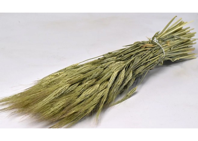 BARLEY 65cm 0977000 BARLEY 65cm 0977000