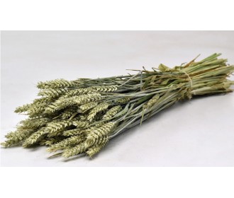 TRITICUM ΦΥΣΙΚΟ 70cm 0977500