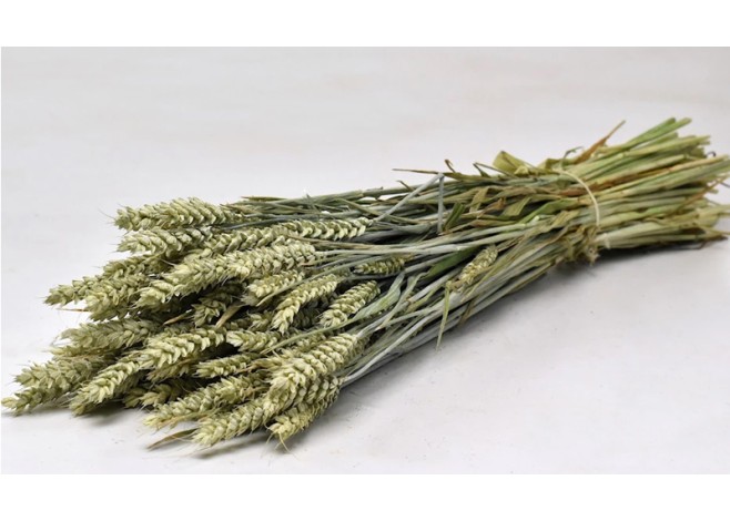 TRITICUM ΦΥΣΙΚΟ 70cm 0977500 TRITICUM ΦΥΣΙΚΟ 70cm 0977500