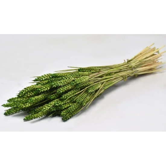 TRITICUM ΠΡΑΣΙΝΟ 70cm 0977503
