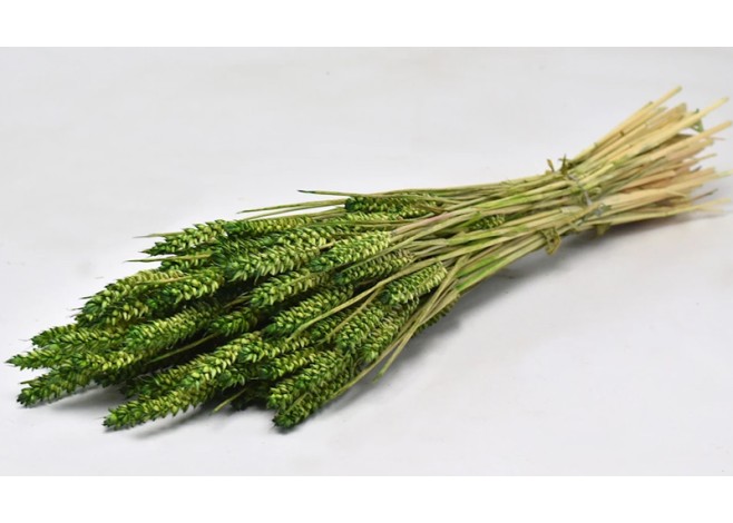 TRITICUM ΠΡΑΣΙΝΟ 70cm 0977503 TRITICUM ΠΡΑΣΙΝΟ 70cm 0977503