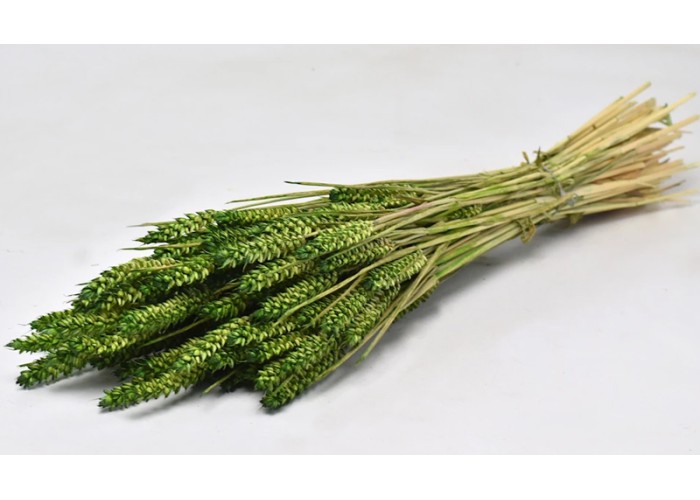 TRITICUM ΠΡΑΣΙΝΟ 70cm 0977503
